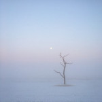 LONE TREE IN THE FOG by Julia Wainwright, Harrow