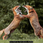 FOX FIGHT by Terri Adcock, Watford