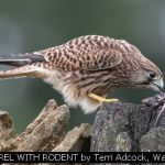 KESTREL WITH RODENT by Terri Adcock, Watford