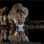 CUB AND MOTHER AT NIGHT by Dave Atkinson, Oxford