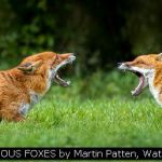 FURIOUS FOXES by Martin Patten, Watford