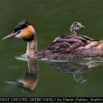 GREAT CRESTED GREBE FAMILY by Martin Patten, Watford