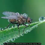 FLY WITH EARLY MORNING DEW by Andy Sands, XRR