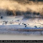 JAPANESE CRANES WAKING IN HOKKAIDO AT DAWN by Chris D'netto, Imagez