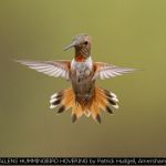 ALLENS HUMMINGBIRD HOVERING by Patrick Hudgell, Amersham