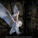BARN OWL LANDING by Ken Law, Amersham