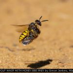 BEEWOLF WASP WITH HONEY BEE PREY by Simon Jenkins, Watford