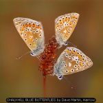 CHALKHILL BLUE BUTTERFLIES by Dave Martin, Harrow