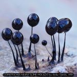 COMATRICHIA NIGRA SLIME MOULDS by Andy Sands, XRR