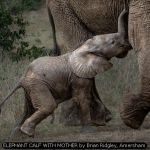 ELEPHANT CALF WITH MOTHER by Brian Ridgley, Amersham