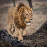 BATTLE SCARRED LION by Brian Ridgley, Amersham