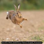 BROWN HARE LEAPING by Patrick Hudgell, Amersham
