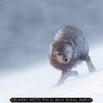 ICELANDIC ARCTIC FOX by Alison Jenkins, Watford