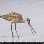 MARBLED GODWIT WITH CRAB by Patrick Hudgell, Amersham