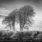 TREES ON ROUNDWAY HILL by Gillian Morgan, Amersham