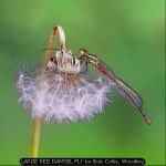 LARGE RED DAMSEL FLY by Bob Collis, Woodley