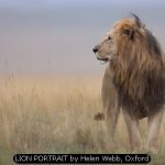 LION PORTRAIT by Helen Webb, Oxford