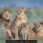 LION PRIDE by Helen Webb, Oxford