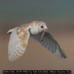 BARN OWL WITH PREY by Neil Schofield, Milton Keynes City