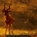 FINDING A HOST by Dave Atkinson, Oxford