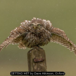GETTING WET by Dave Atkinson, Oxford