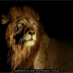 SCARFACE by Keith Worthington, Oxford