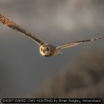 SHORT EARED OWL HUNTING by Brian Ridgley, Amersham