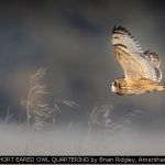 SHORT EARED OWL QUARTERING by Brian Ridgley, Amersham