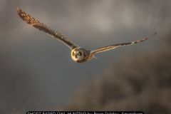 SHORT EARED OWL HUNTING by Brian Ridgley, Amersham