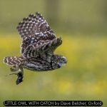 LITTLE OWL WITH CATCH by Dave Belcher, Oxford