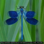 MALE BANDED DEMOISELLE ON REEDS by Bob Collis, Woodley