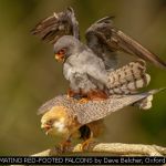 MATING RED-FOOTED FALCONS by Dave Belcher, Oxford