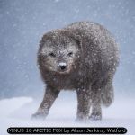 MINUS 18 ARCTIC FOX by Alison Jenkins, Watford