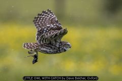 LITTLE OWL WITH CATCH by Dave Belcher, Oxford