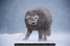 MINUS 18 ARCTIC FOX by Alison Jenkins, Watford
