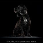 BACK TO BLACK by Elaine Rushton, Watford