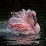 BATHING FRENZY by Judith Gimber, Harrow