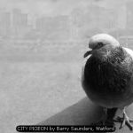 CITY PIGEON by Barry Saunders, Watford