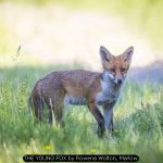 THE YOUNG FOX by Rowena Wolton, 45363