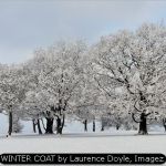 WINTER COAT by Laurence Doyle, Imagez