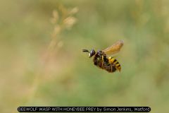 BEEWOLF WASP WITH HONEYBEE PREY by Simon Jenkins, Watford