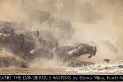 BRAVING THE DANGEROUS WATERS by Steve Miley, Northfields