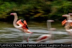 FLAMINGO RACE by Patrick Linford, Leighton Buzzard