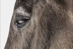 HORSE'S HEAD by Steve Allsop, Imagez