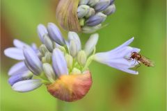 HOVERFLY ON AGAPANTHUS by Michael King, Amersham