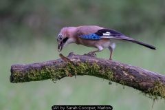 JAY by Sarah Coooper, 45363