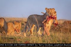 LIONS & A DIK DIK RIPPED APART by Terry Godber, Leighton Buzzard