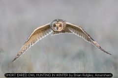SHORT EARED OWL HUNTING IN WINTER by Brian Ridgley, Amersham