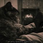 LAP CAT by Sandra Eve, Leighton Buzzard