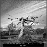 TREE OF THE DANCING WITCH by Paul Stokes, Leighton Buzzard